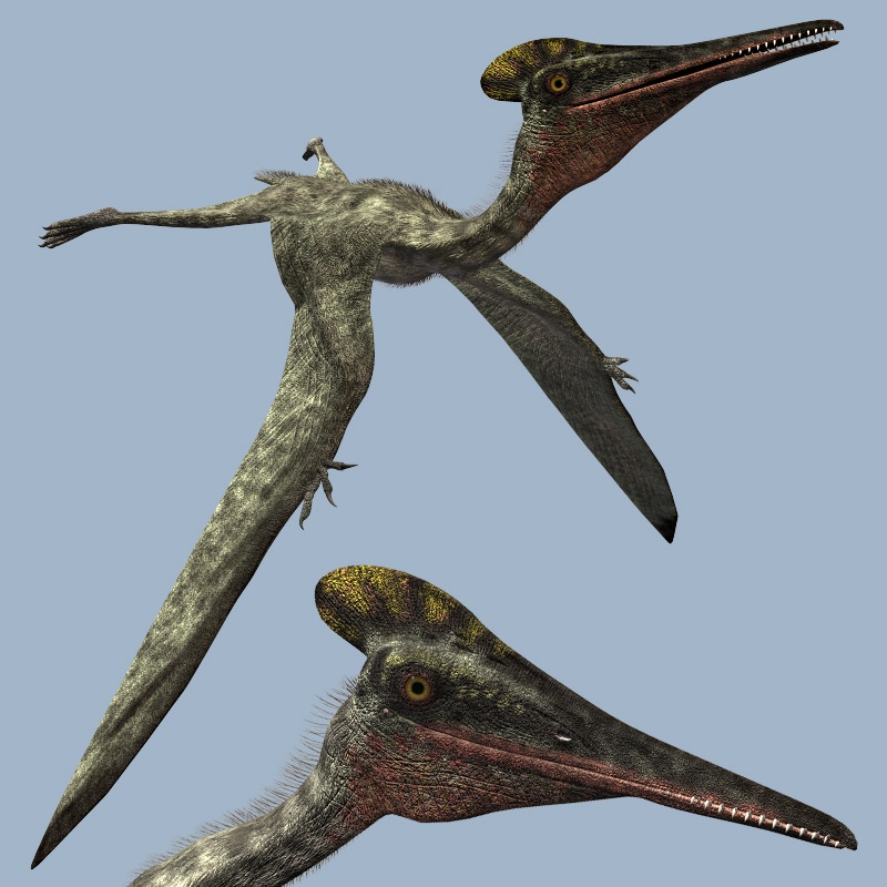 PterodactylusDR