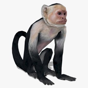 Capuchin Monkey 1715188634