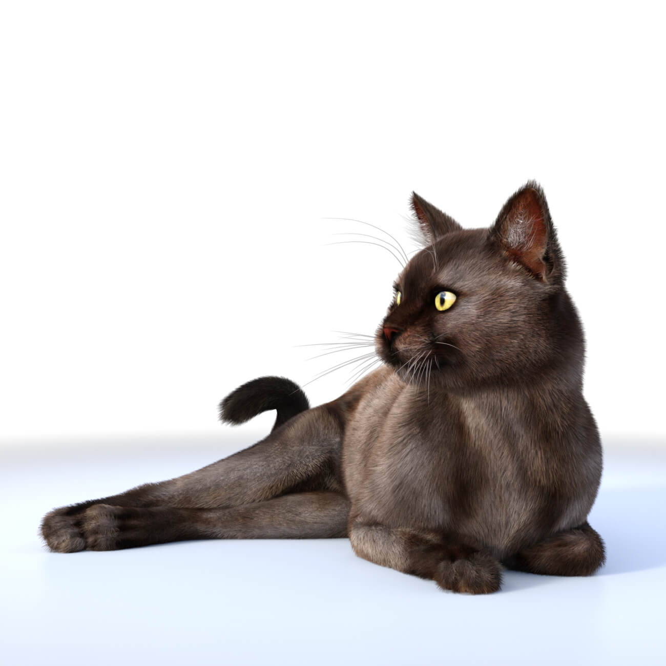 burmese cat for daz studio 01 1720129835