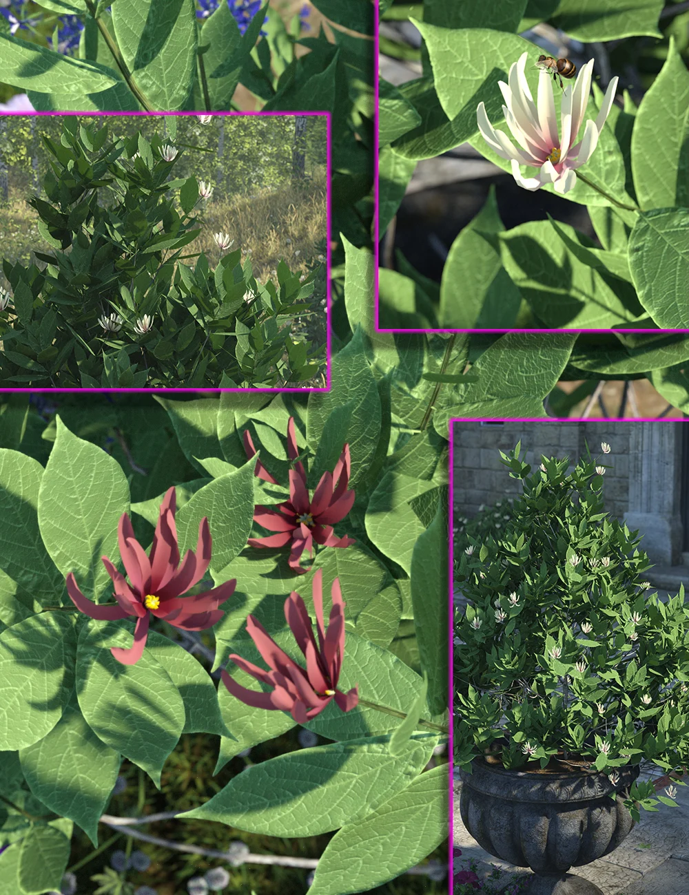 calycanthusthespicebushfloweringshrubs00maindaz3d 1723974321