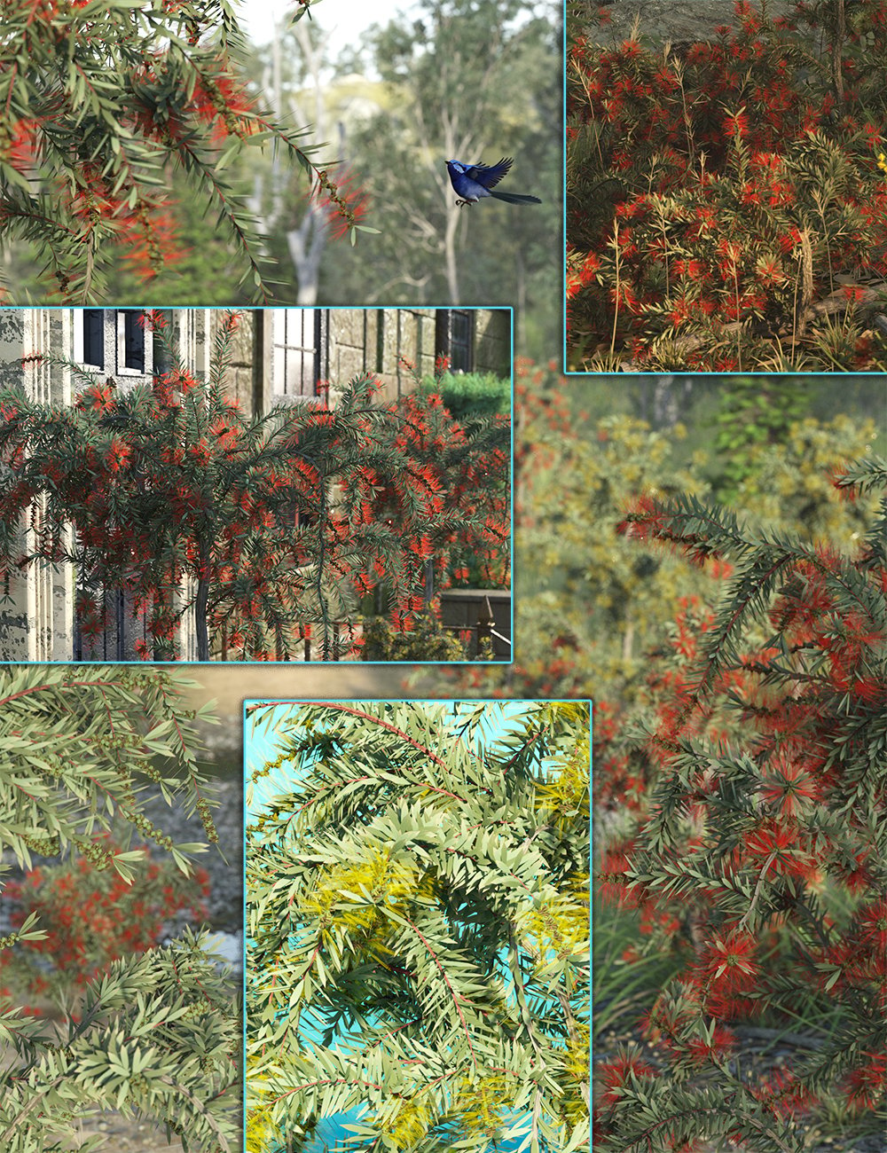 Australian Bottle Brush Bushes 2025 - Free Daz 3D Models