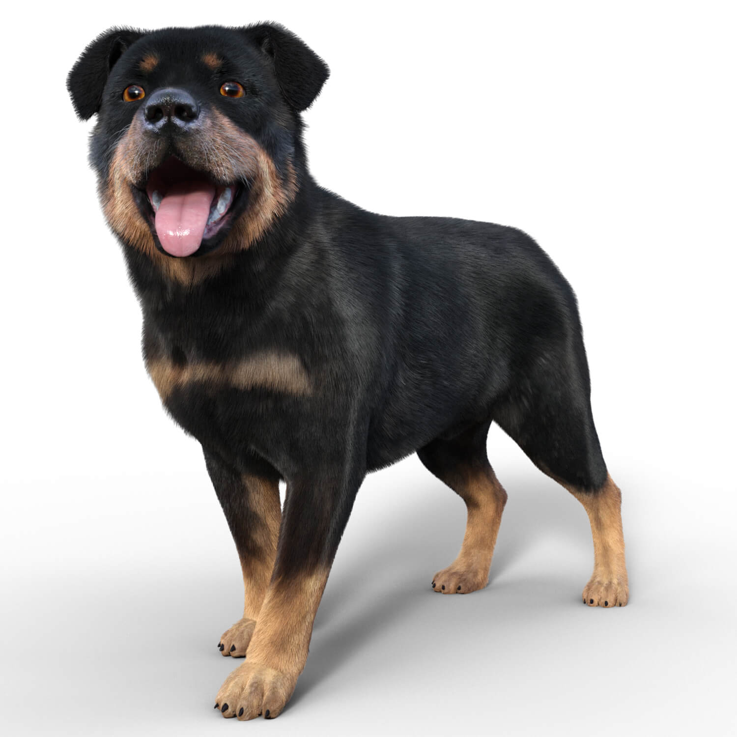 rottweiler for dog nubis 01 1727944885