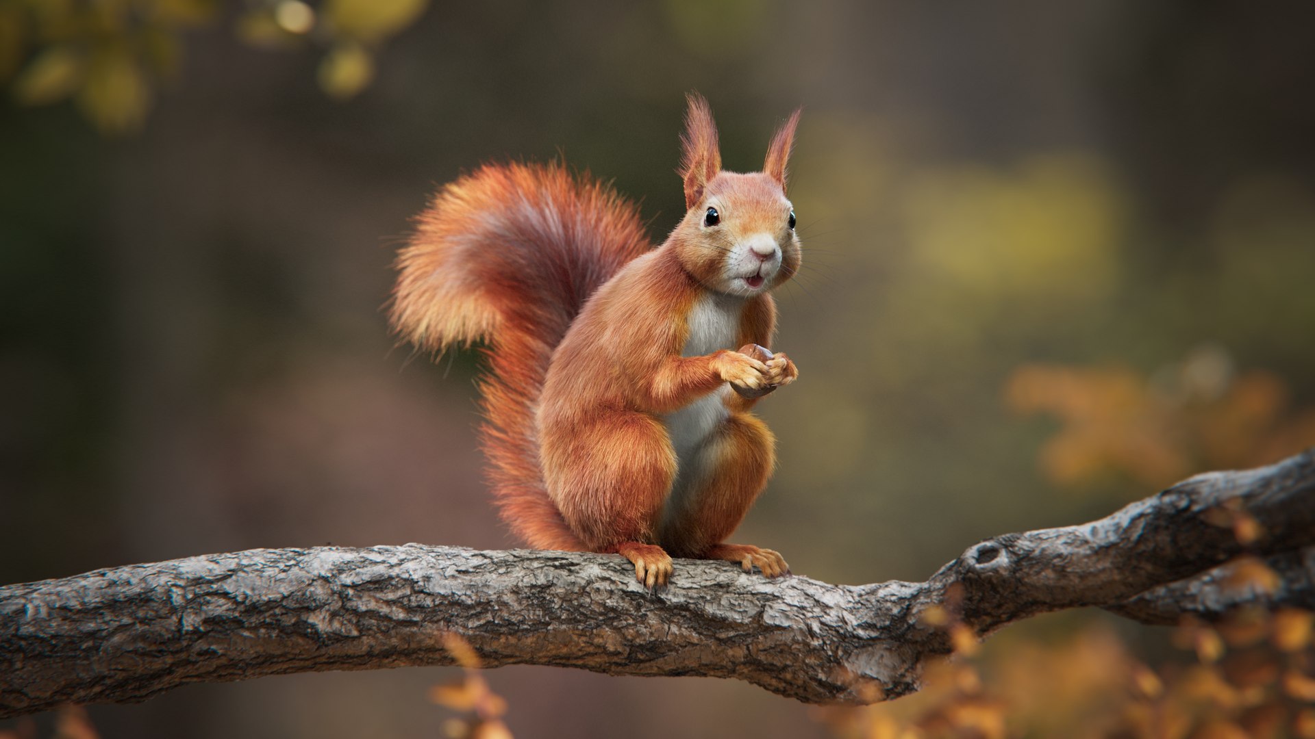 redsquirrel 1730482300