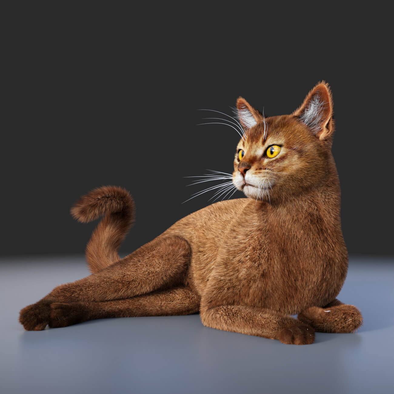 abyssinian for cat mars 1730869500