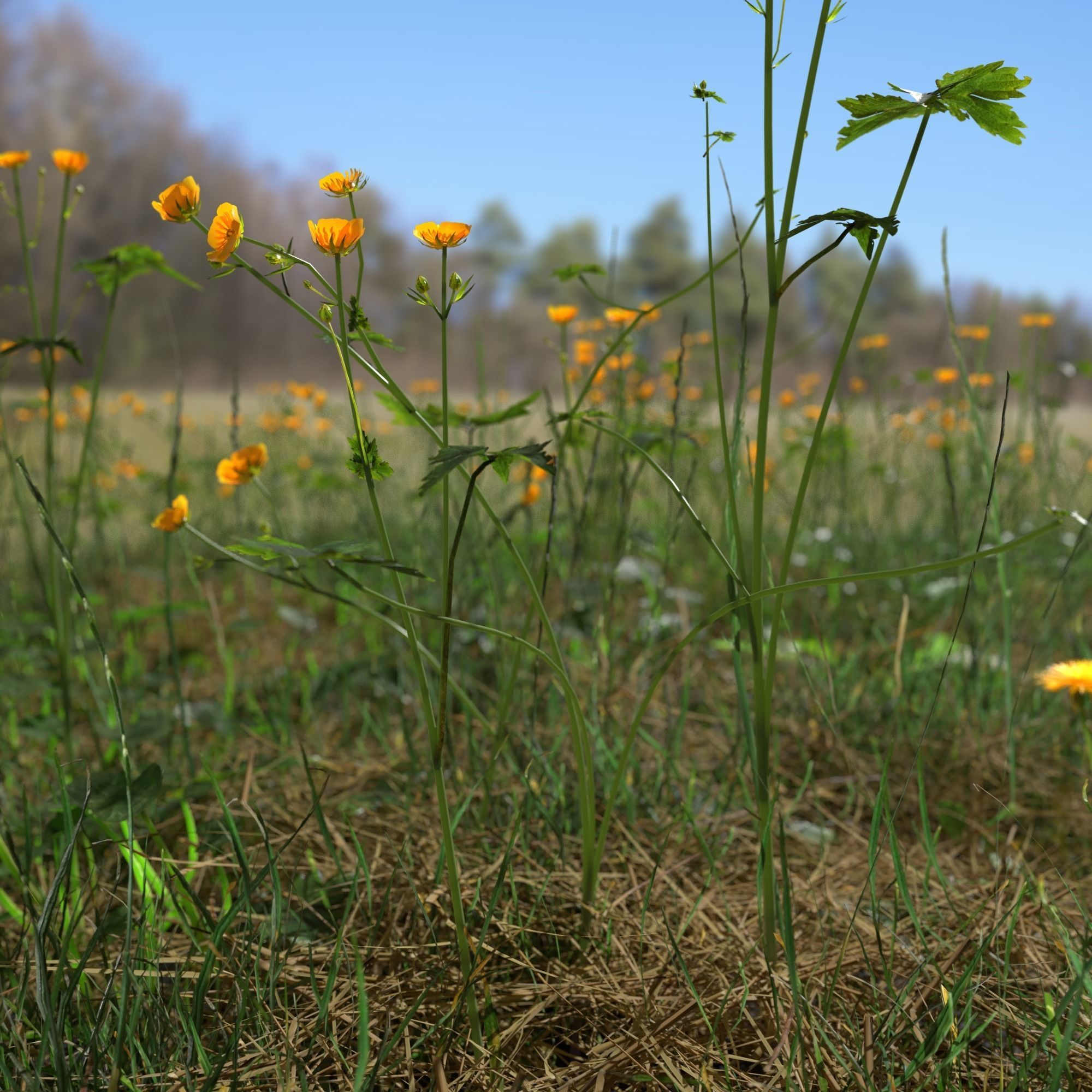 creeping buttercup flower meadow patch 3d model obj fbx blend 1731155594