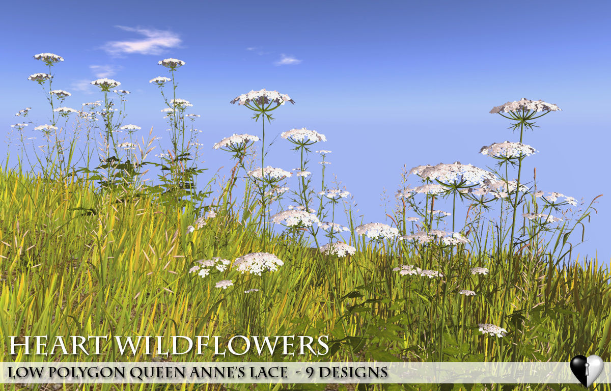 low polygon 3d queen anne lace flowers for games 3d model low poly obj fbx mtl tga 1732278626