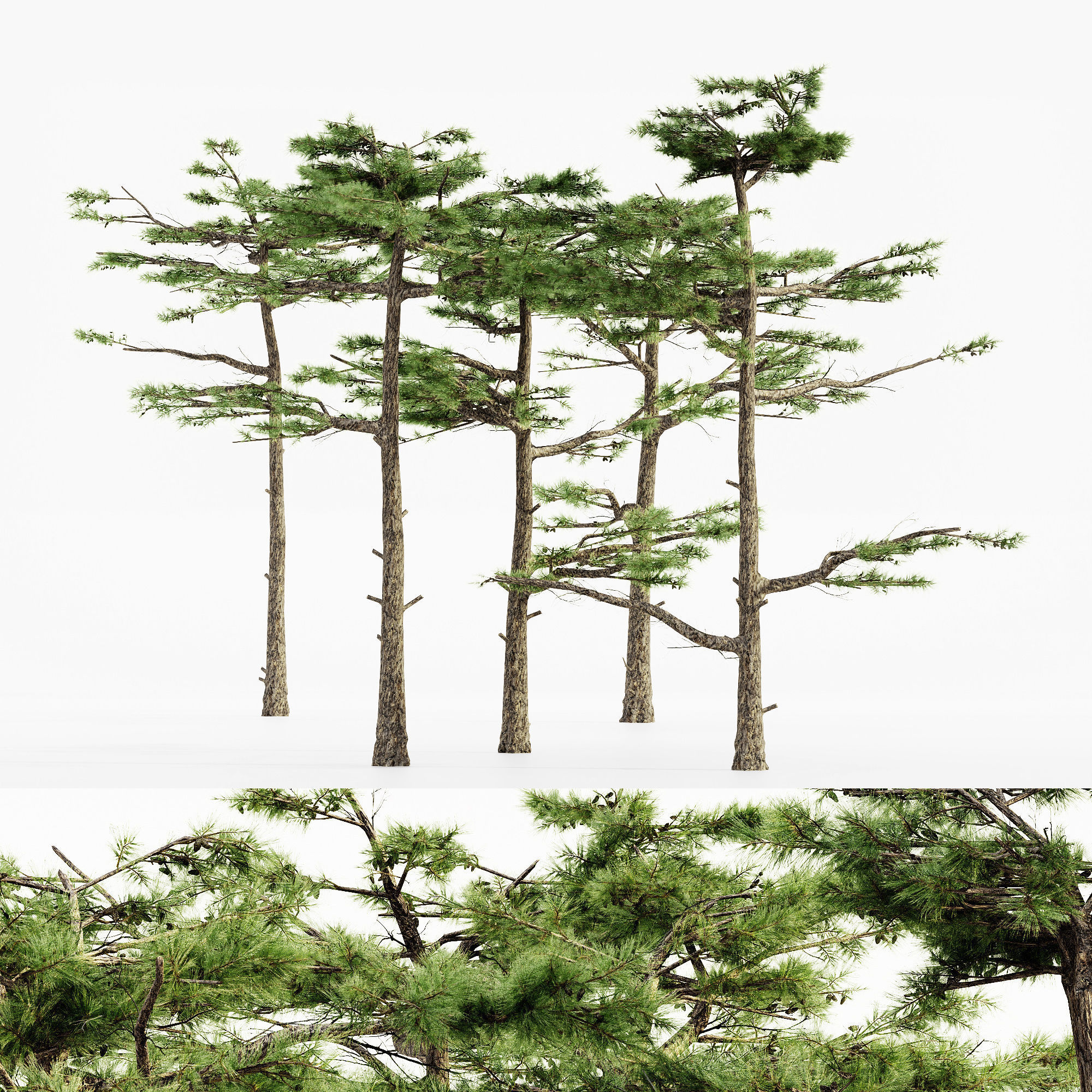 huangshan pine tree collection 5 trees in the scene 3d model max obj