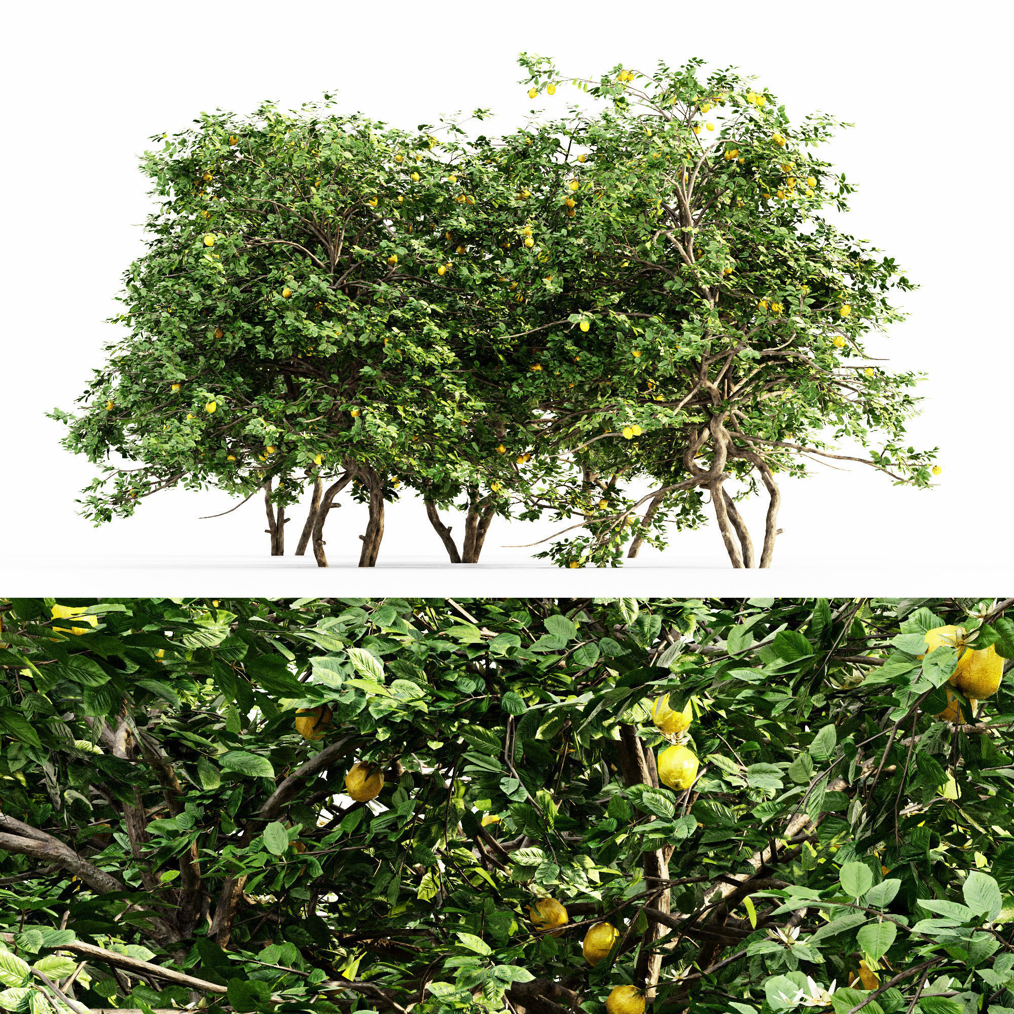 lemon ruit tree collection 5 trees in the scene 3d model max obj