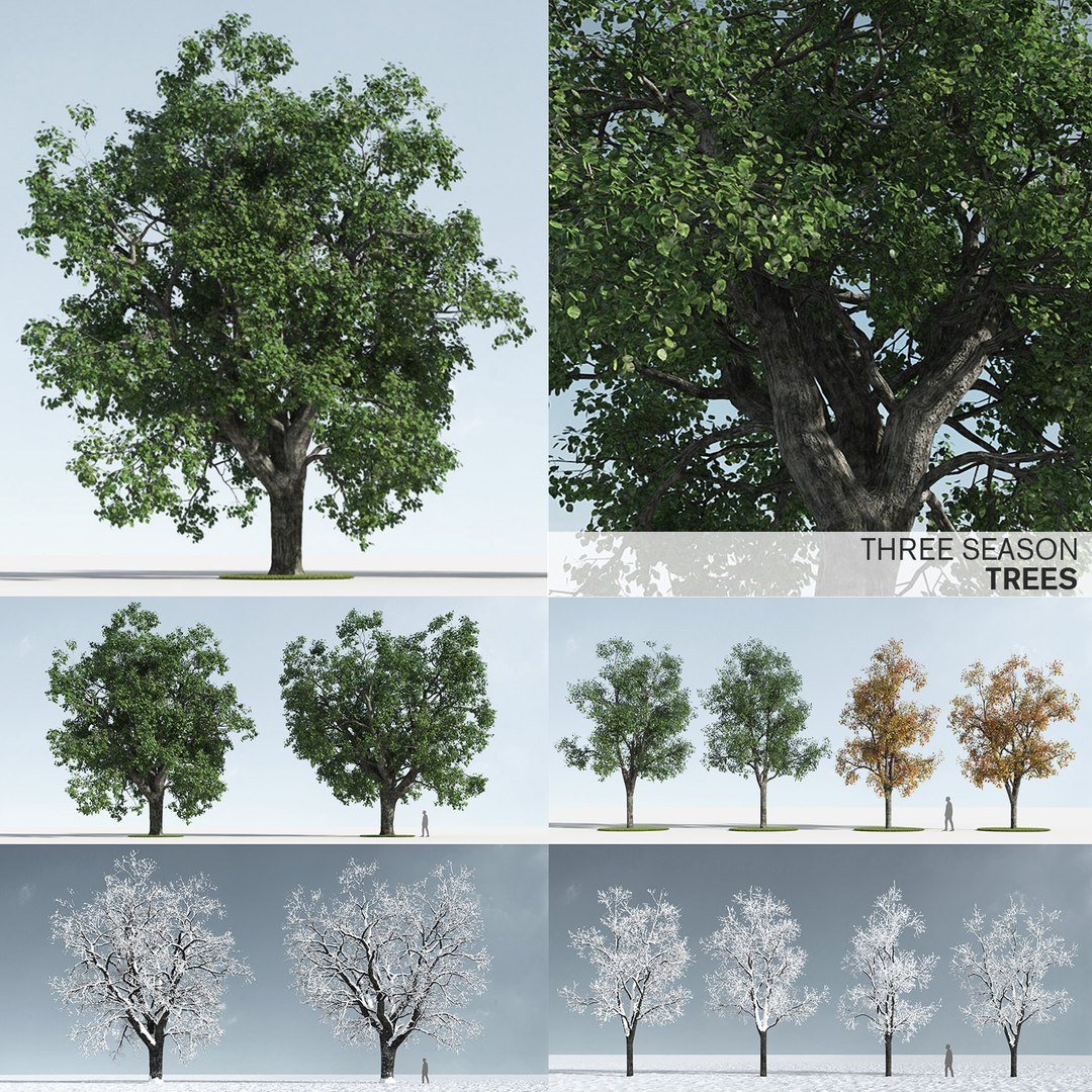 three seasons trees 11 1732361672