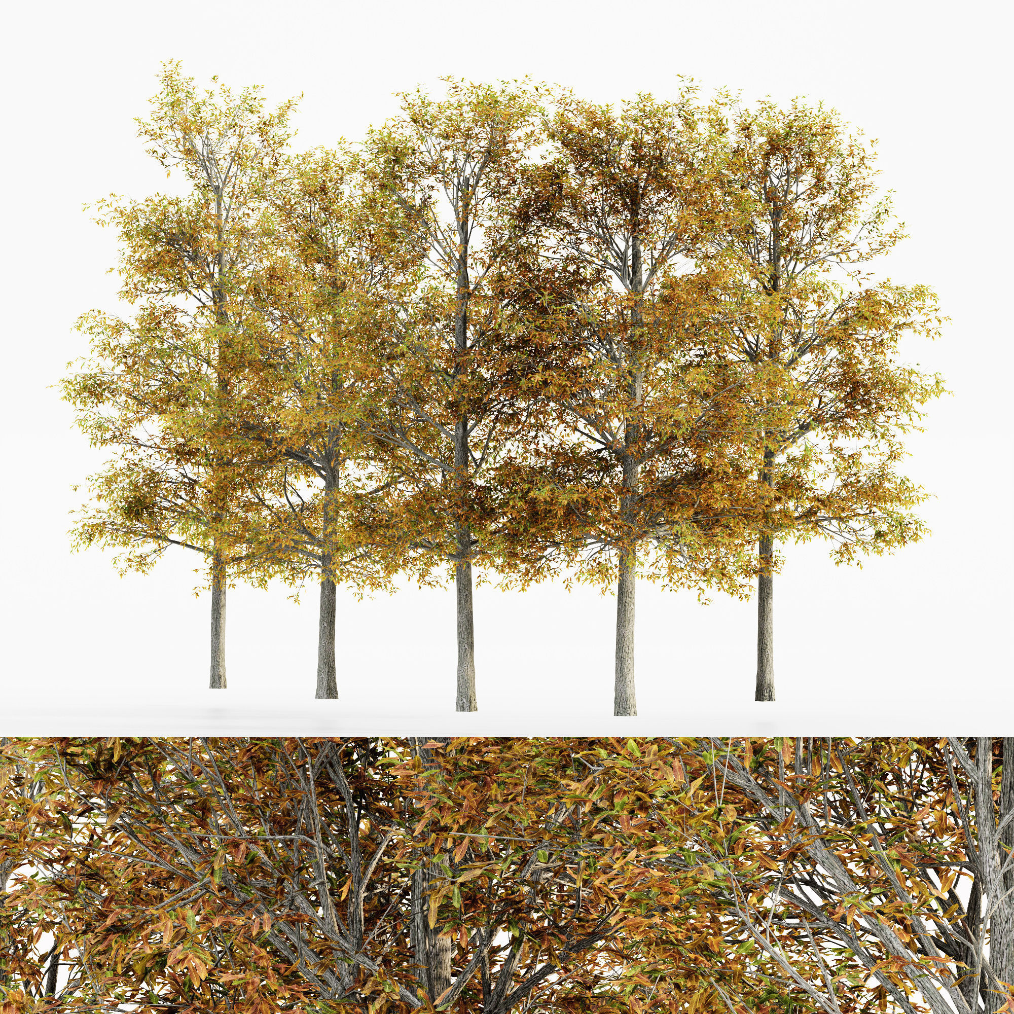 shingle oak fall tree collection 5 trees in the scene 3d model max obj