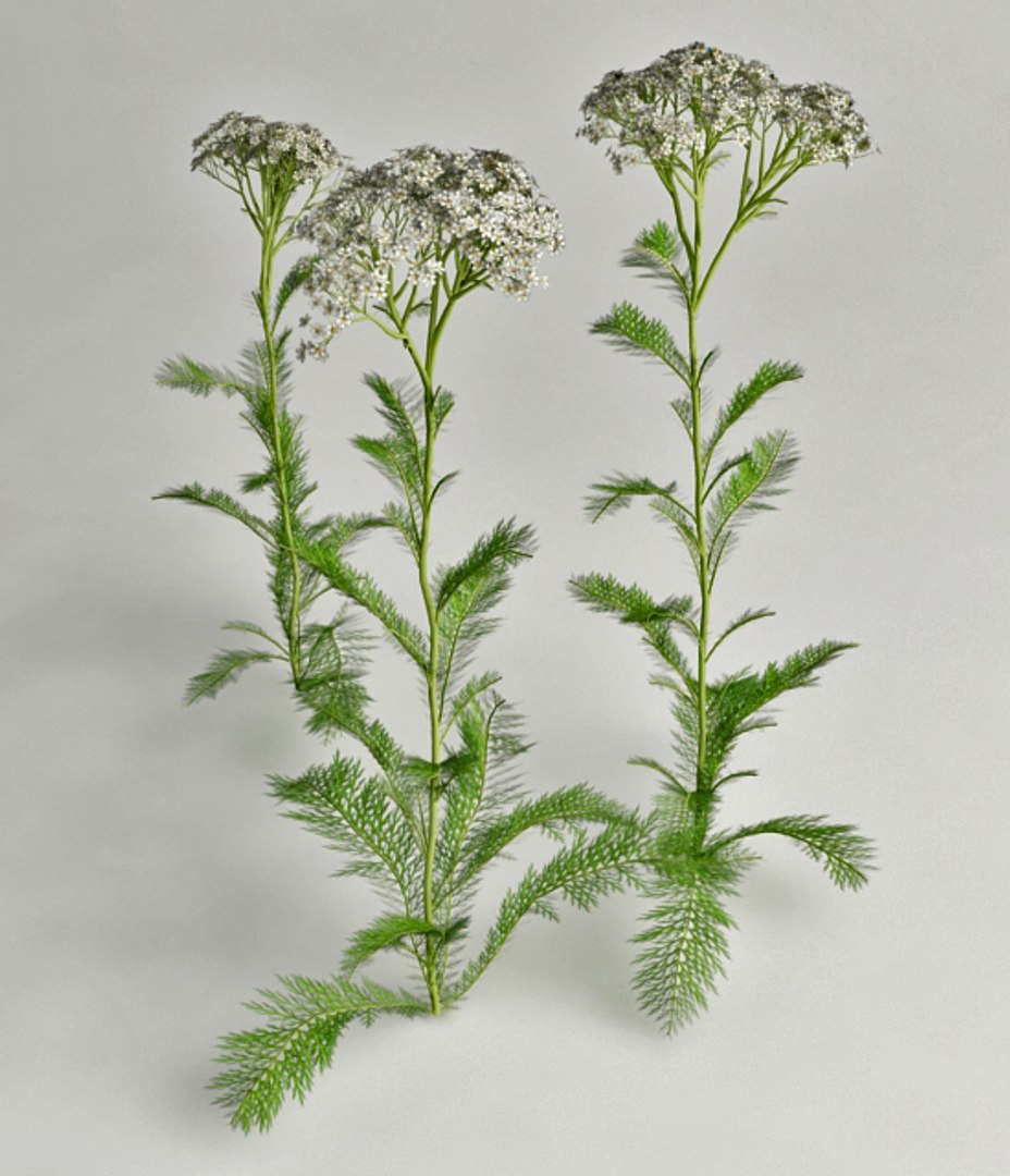 achillea 0000 1733921485