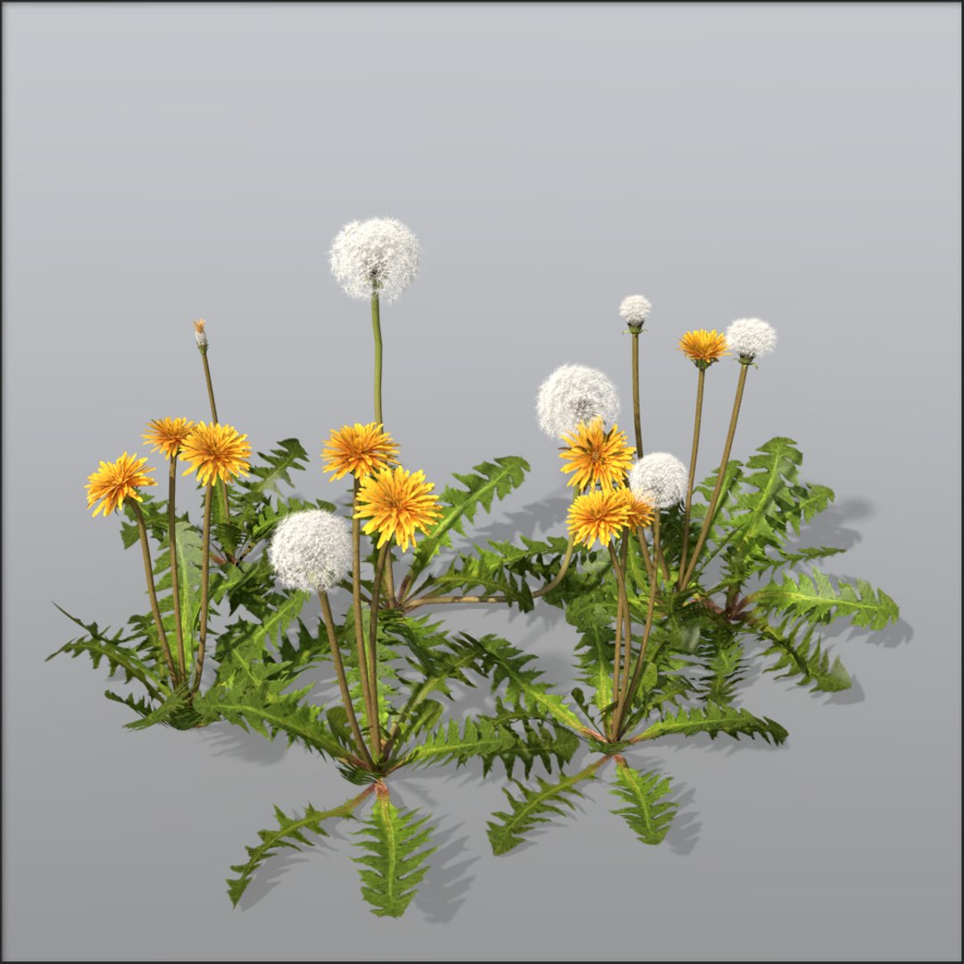 dandelion bundle 1733923531