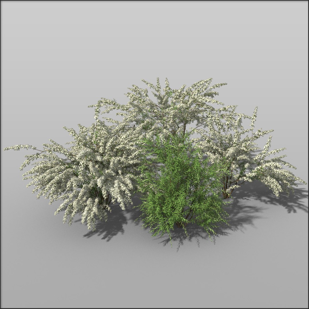 grefsheim spirea all 1733922840