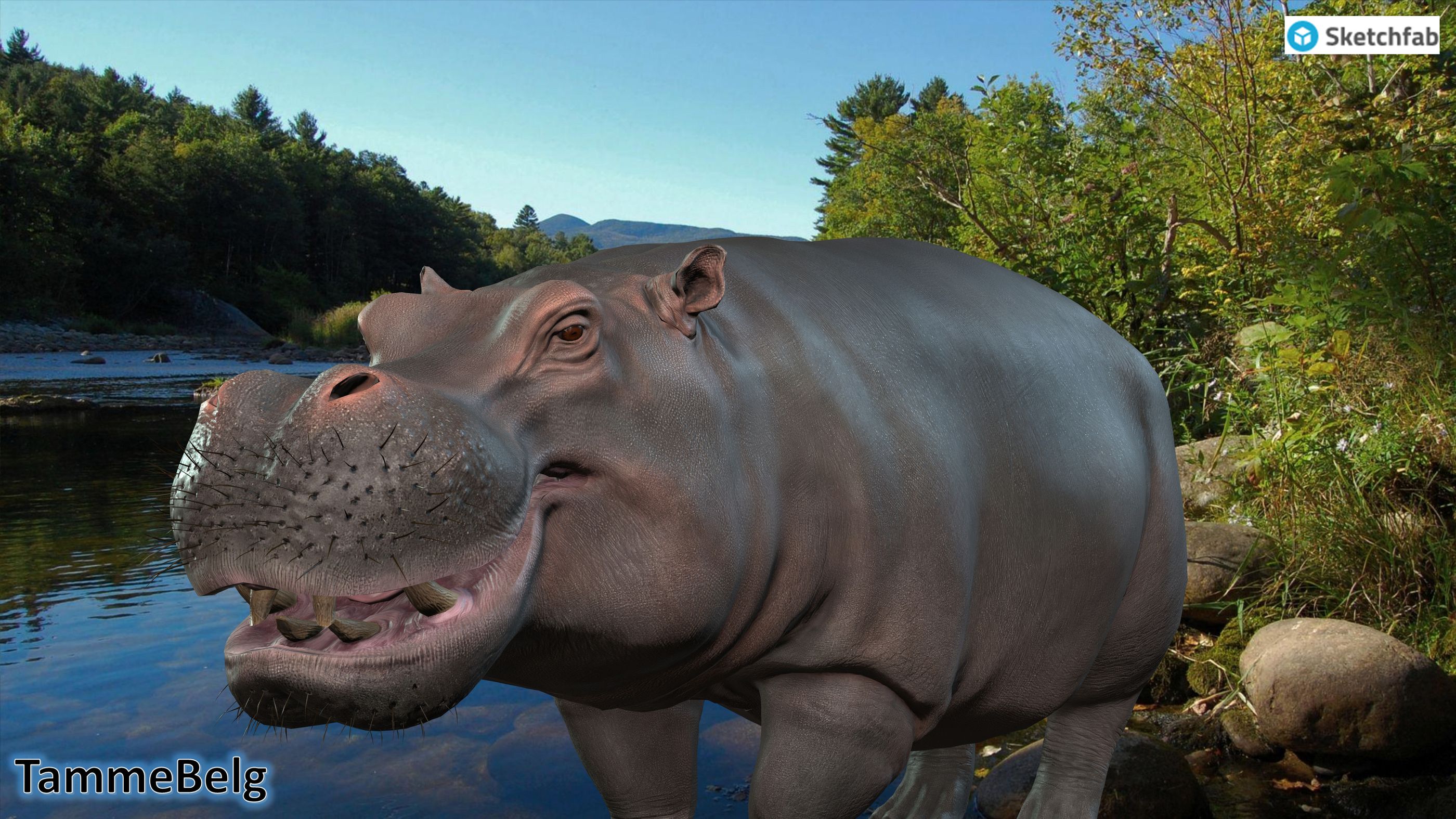 Hippopotamus ic7 TammeBelg resultaat 1733998861