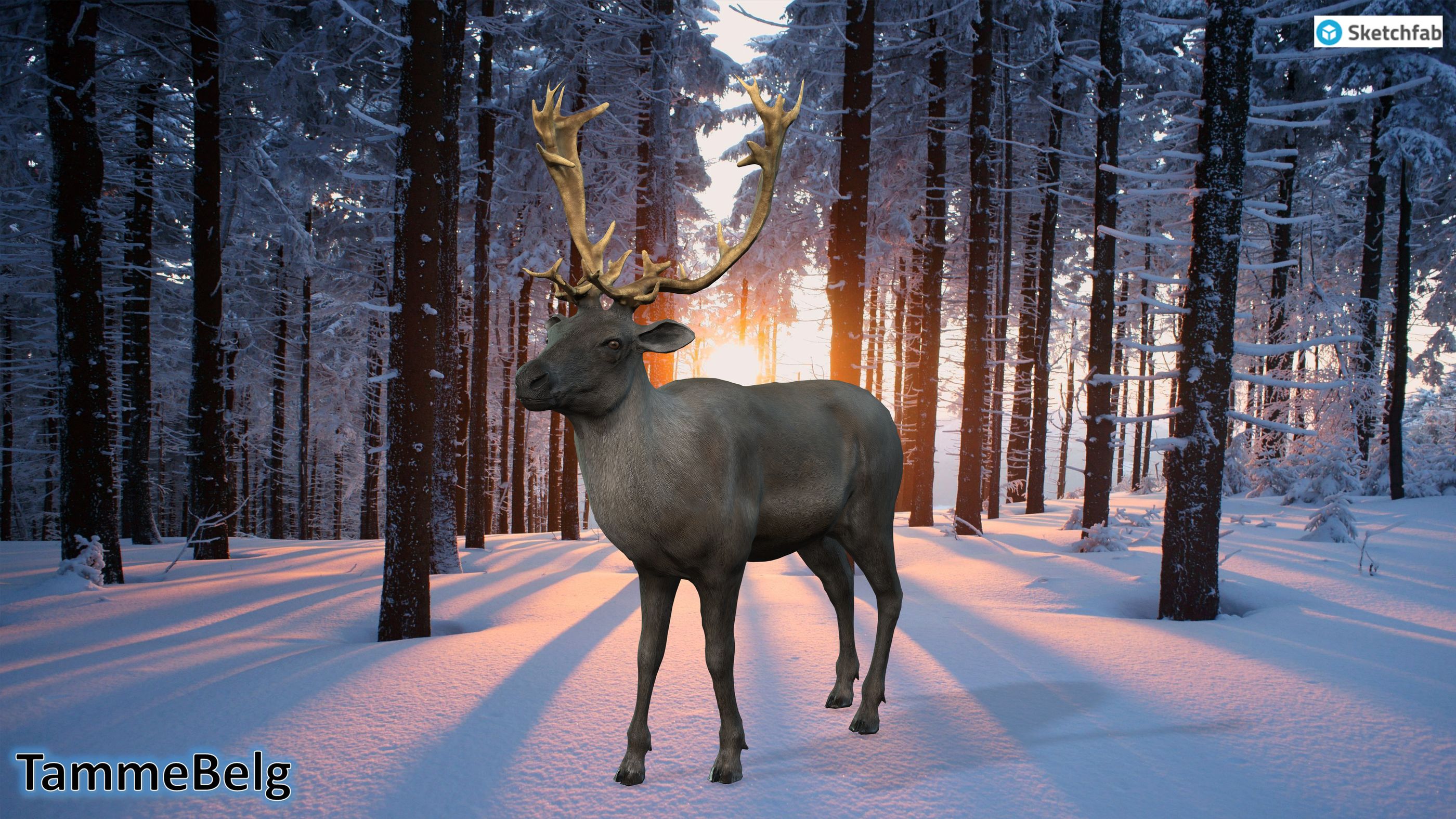Reindeer ic7 TammeBelg resultaat 1733998714