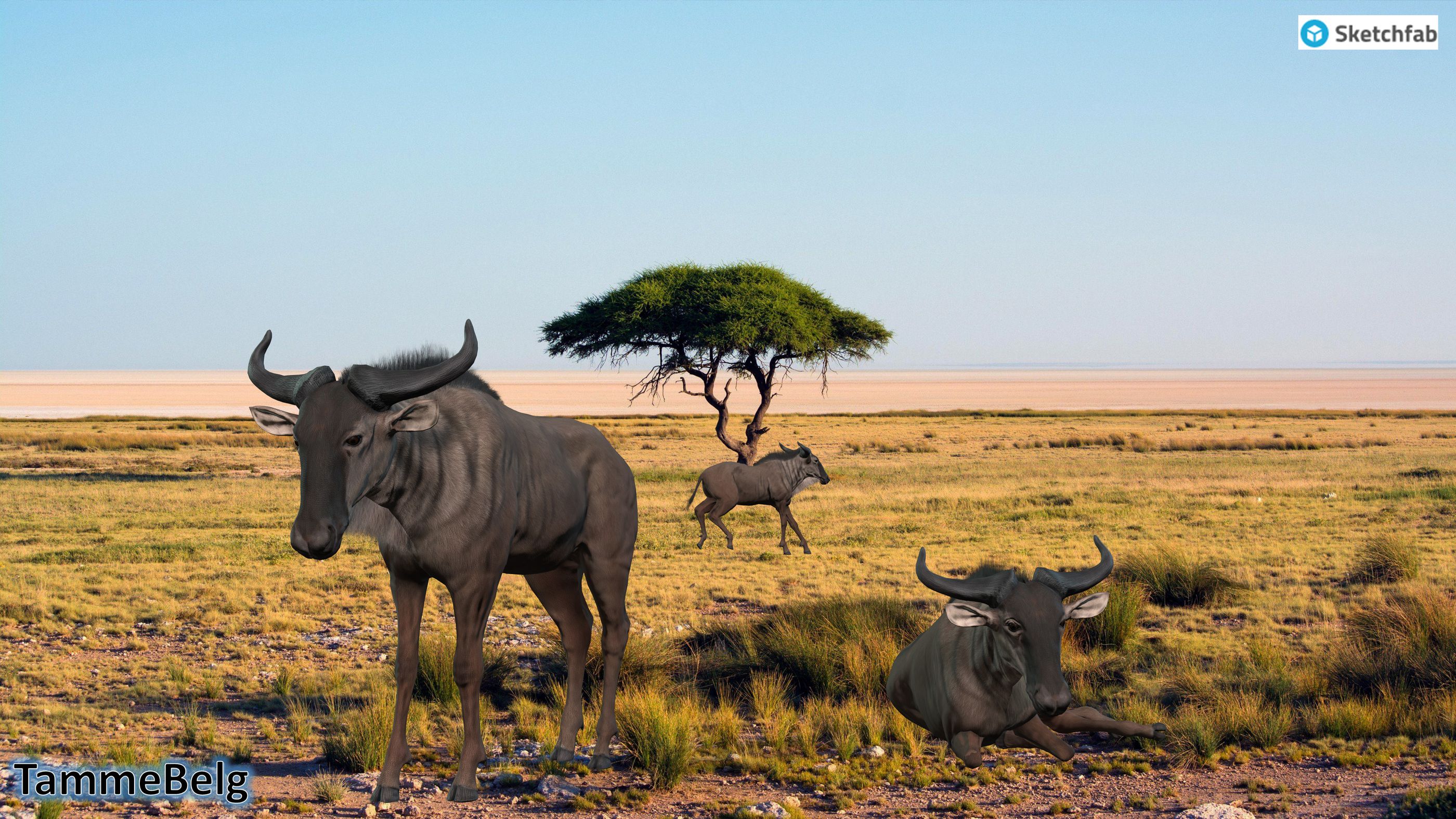 Wildebeest ic7 TammeBelg resultaat 1734073955