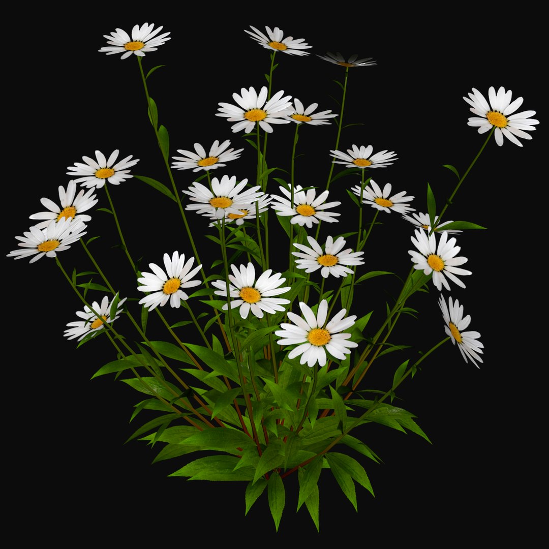 chamomile flower 3d 2 1734089187