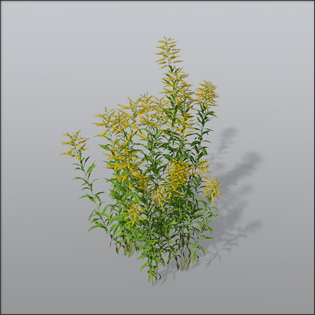 solidago bundle1 1734088269