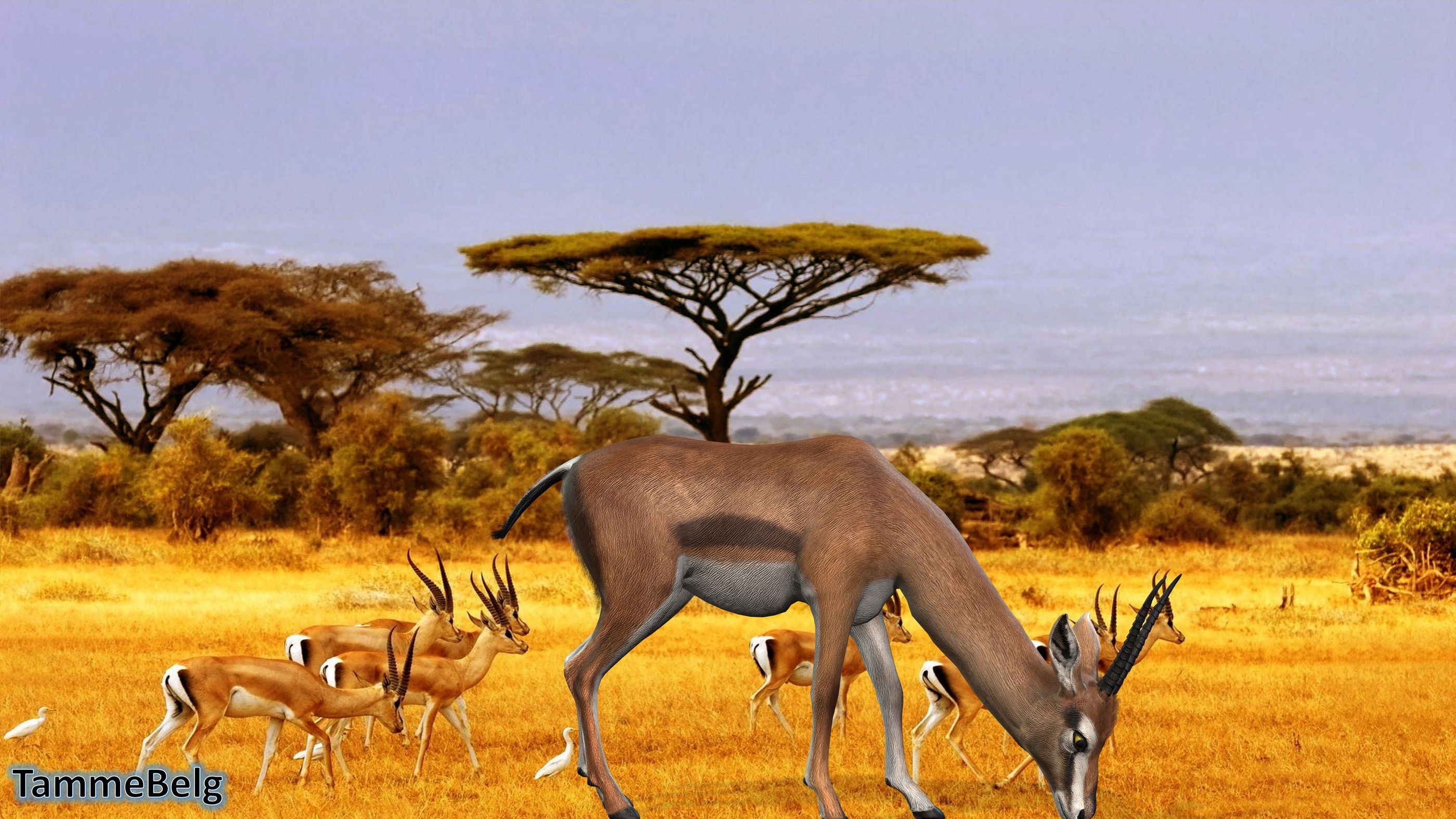 Gazelle ic7 TammeBelg resultaat 1734953083