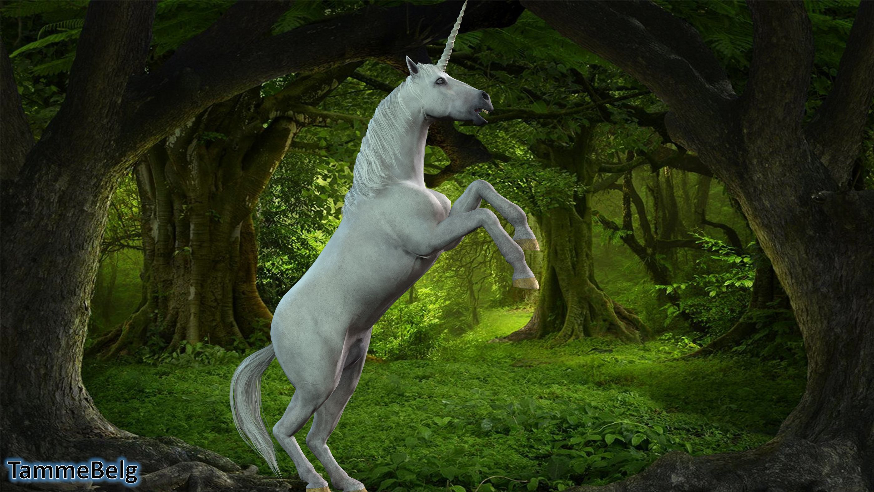 Unicorn ic7 TammeBelg resultaat 1735305488