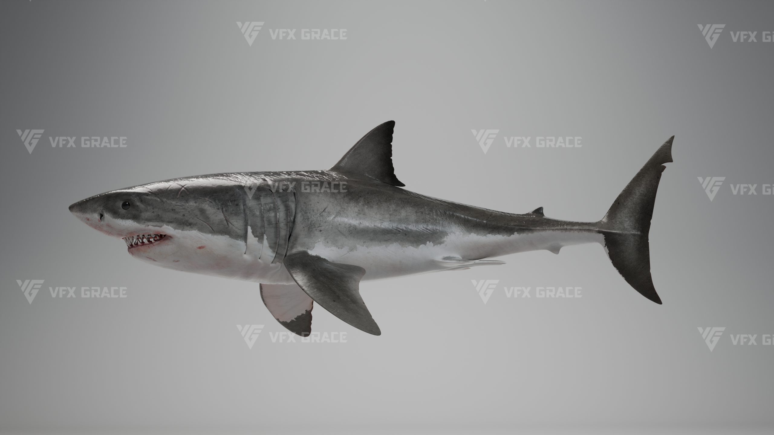 JF0O0A0I GreatWhiteShark Effect map02 scaled 1736262586
