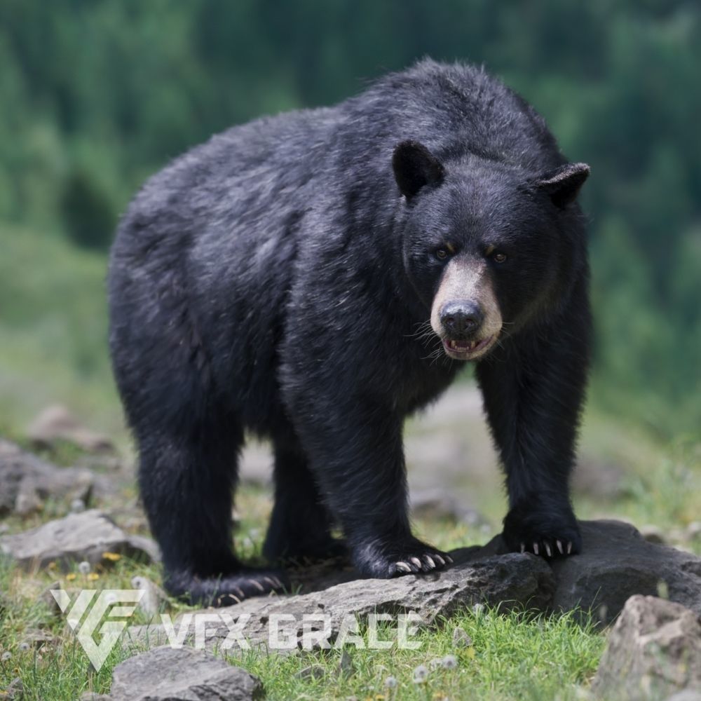 american black bear animated vfx grace 3d model e560bbd0d0 1738837260