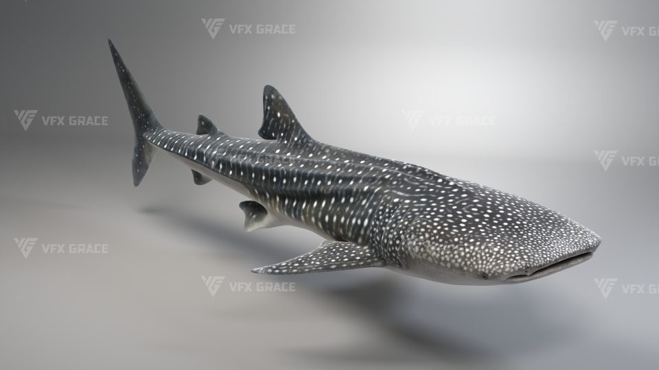 JF0O0A0L WhaleShark Effect map06 1
