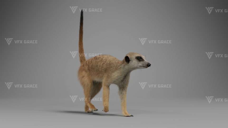 JW0N7O0B Meerkat Effect map01 1