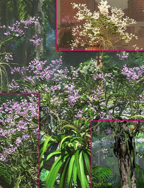 Wild Dendrobium 1742719071