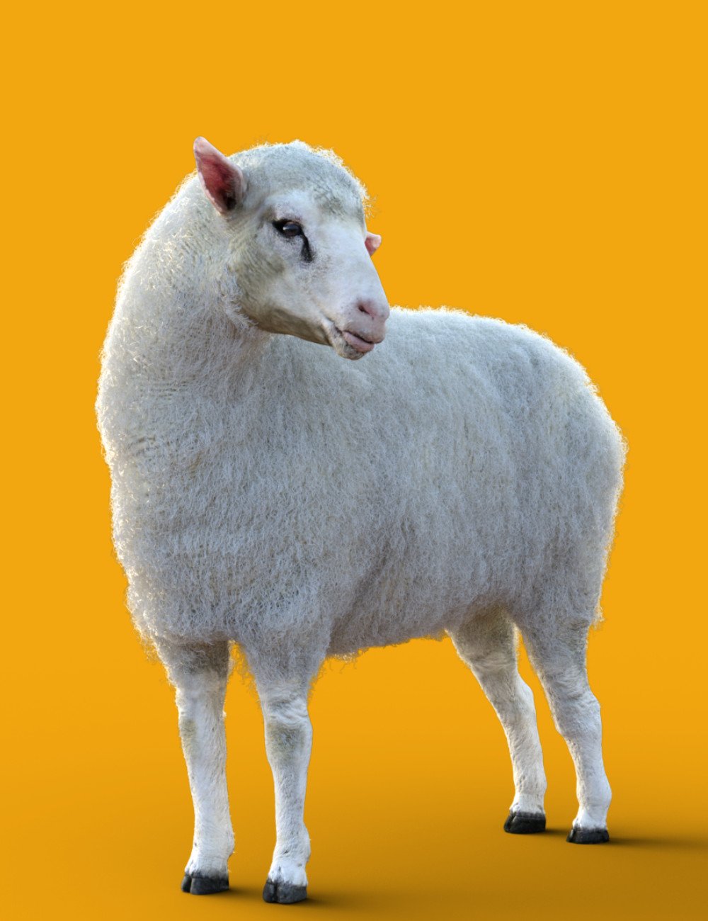 dasheepfordazhorse300maindaz3d 1743756539