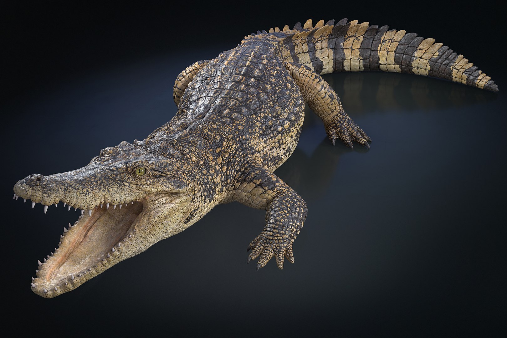 siamese crocodile 0000 1745166310