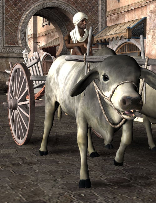 noggins brahman cow and bull large 1745667224
