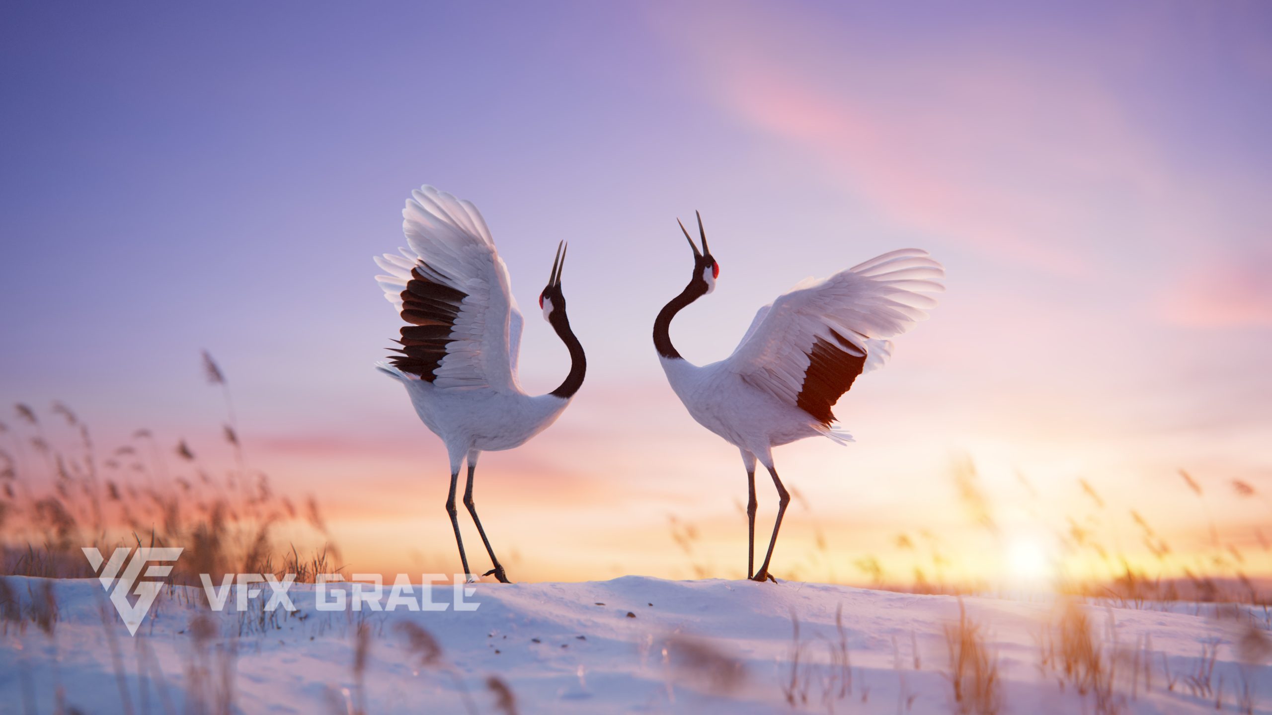 JF0LA12A6 Red crownedCrane Display Sunrise 01 scaled 1745957884