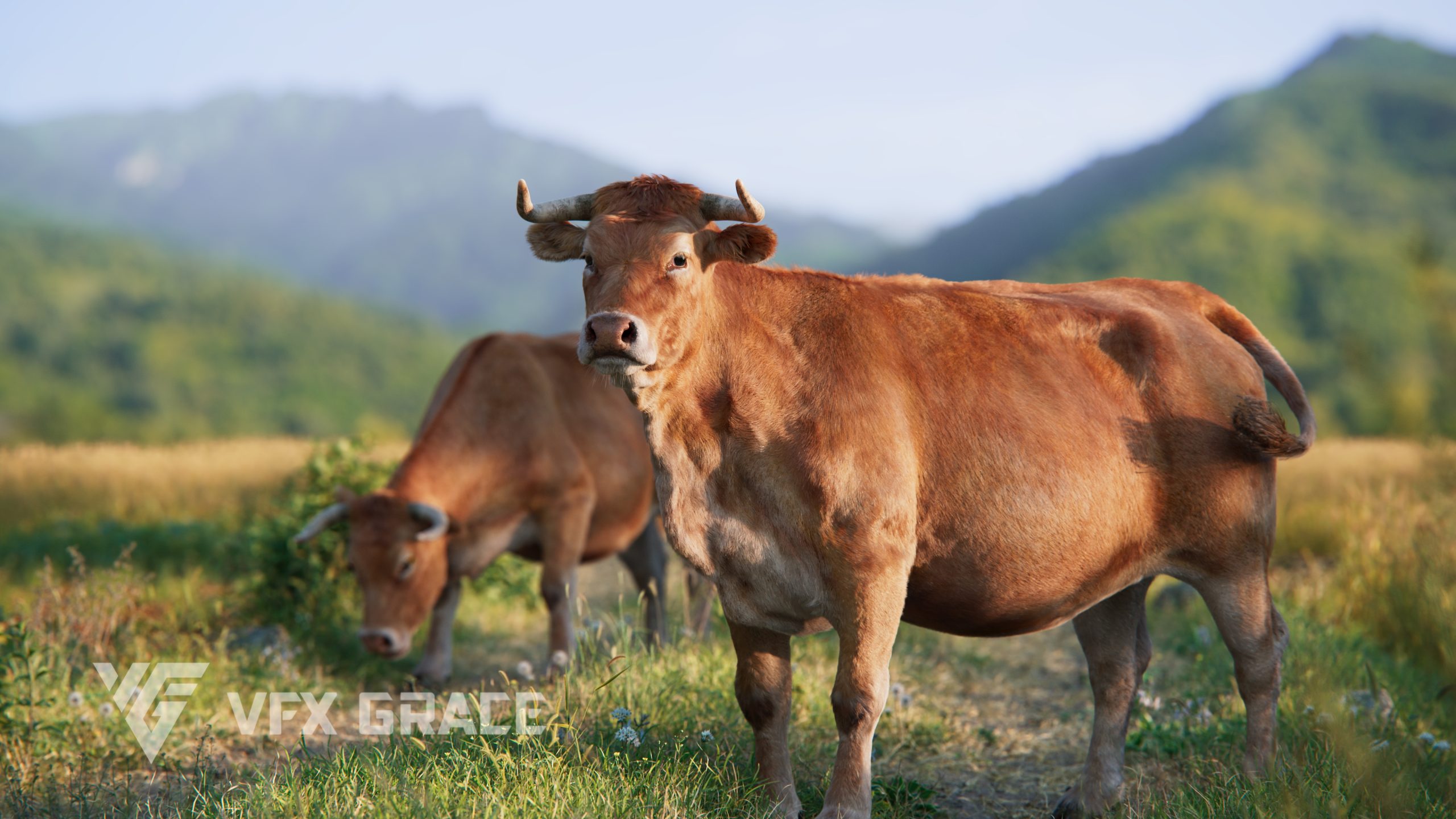 JU0L419A0 Cattle Display Countryside 02 scaled 1734943844 1747075929