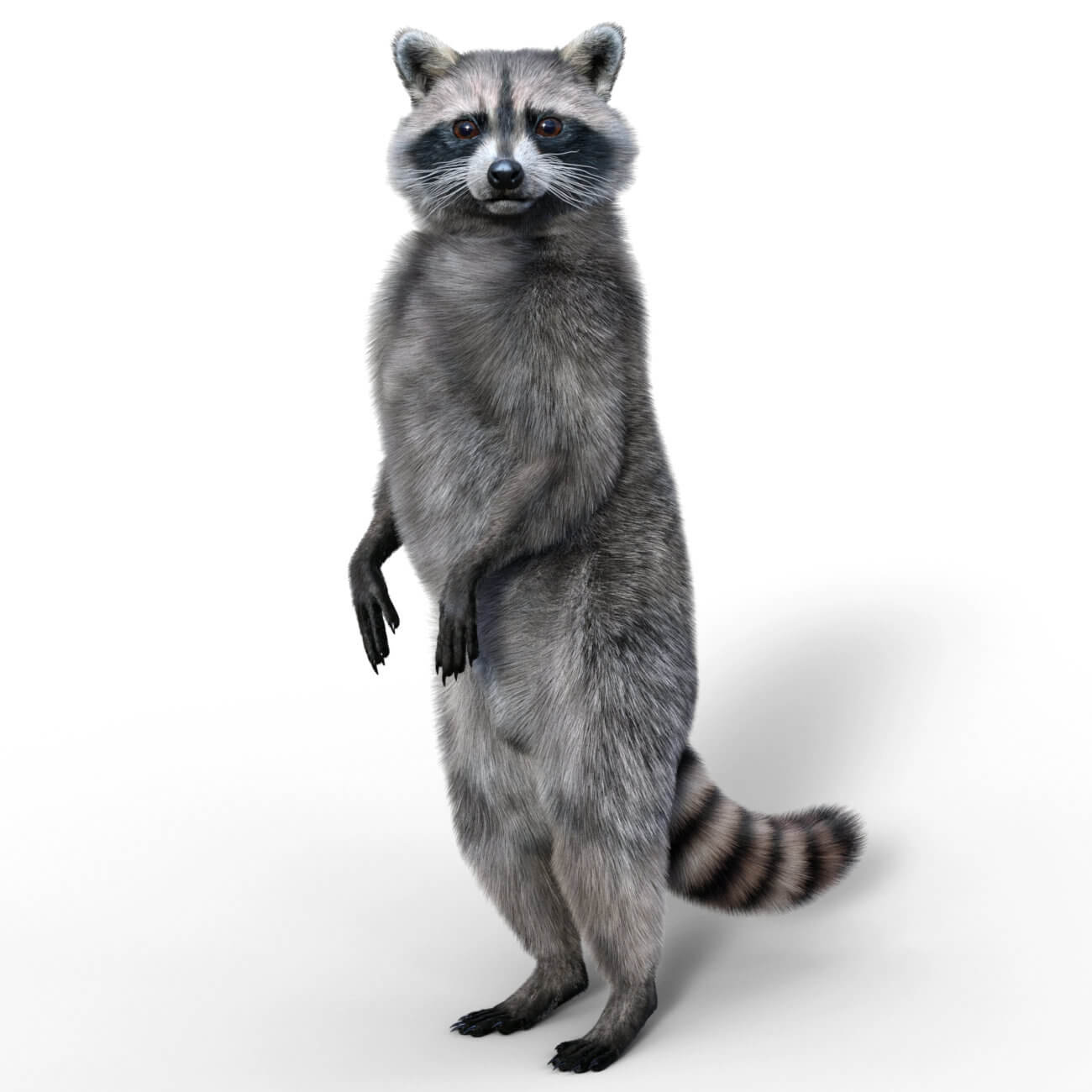 https://new.imagehostx.com/upload/2025/05/24/roki-racoon-for-daz-studio-01_1748123804.jpg
