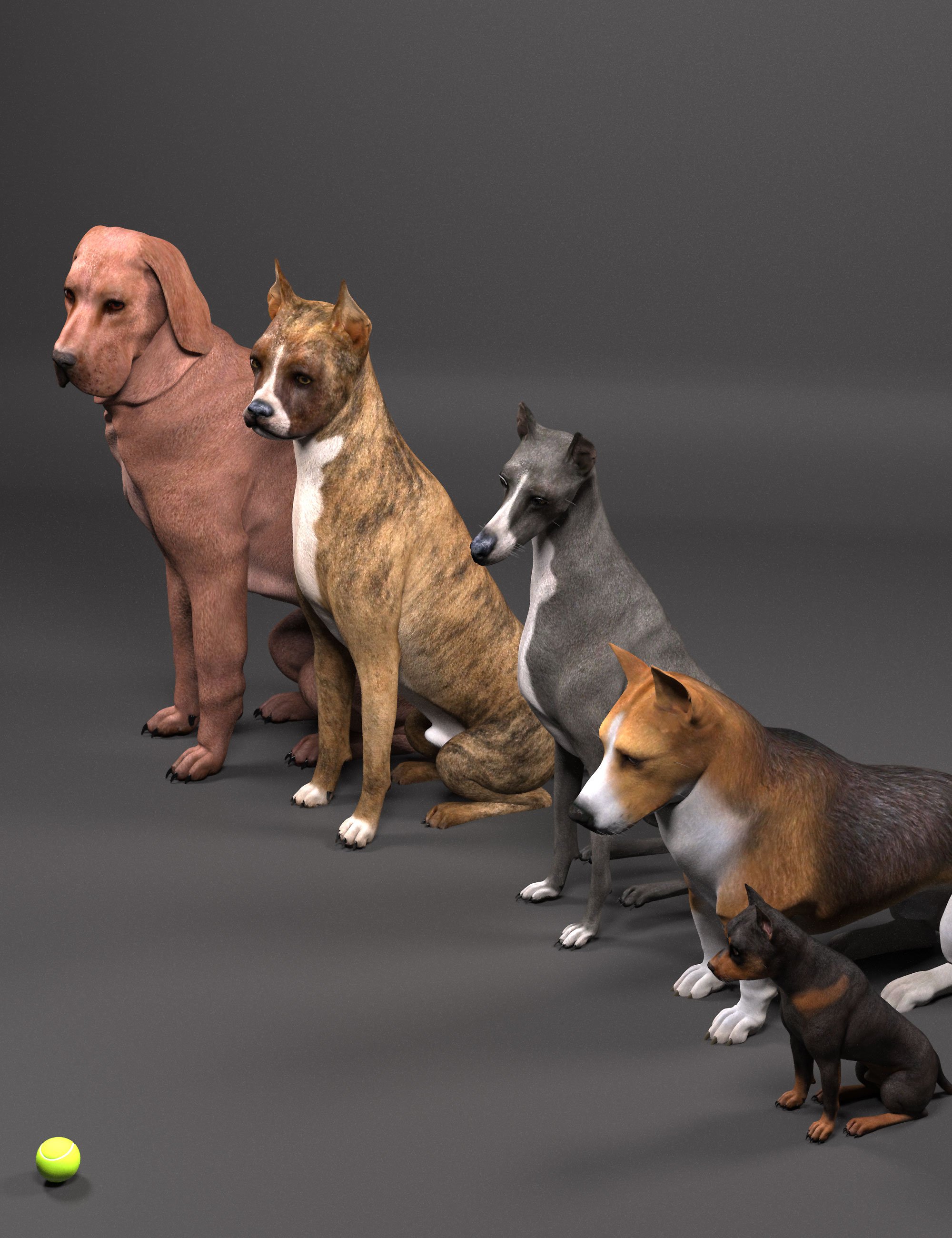 phenotypesfordog800maindaz3d 1749889270