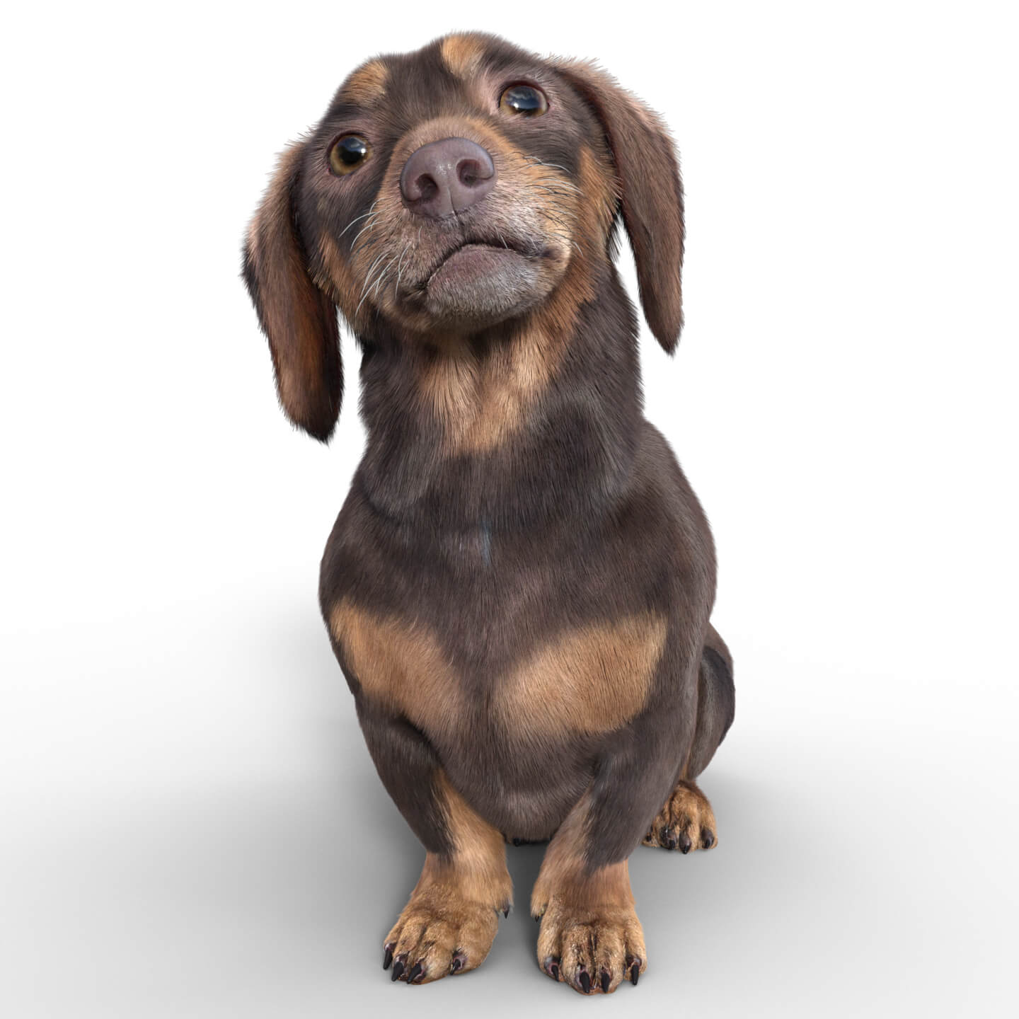 Dachshund for Dog Nubis 1 https://new.imagehostx.com/upload/2025/06/22/dachs_1750593303.jpg