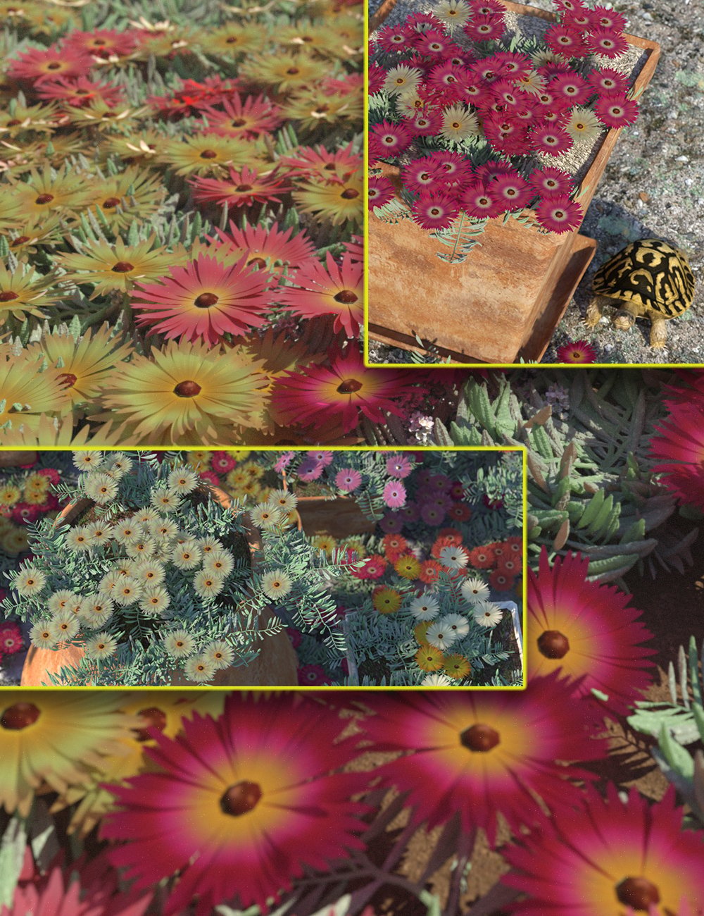 livingstonedaisygardenflowersbundle00maindaz3d 1751016672