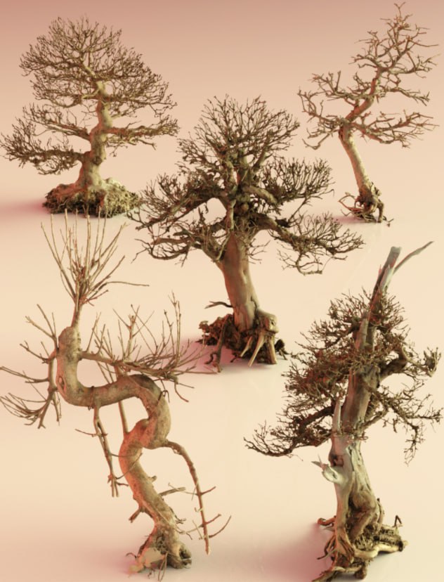 Dead Bonsa Trees 1751282333