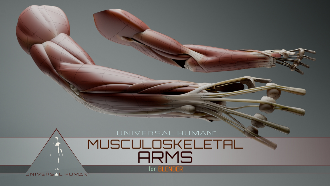 Universal Human Musculoskeletal Arms 1 https://new.imagehostx.com/upload/2025/07/11/Captura-de-pantalla-2025-07-11-193920_1752273578.png