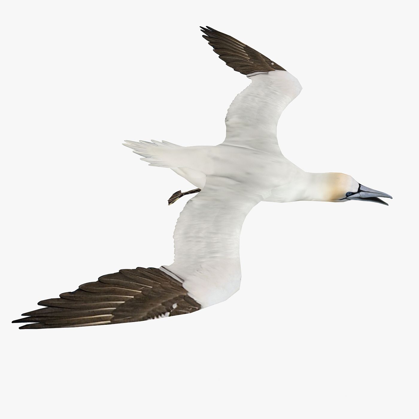 gannet 1752882047