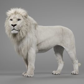 JW0P3W00 White Lion Example