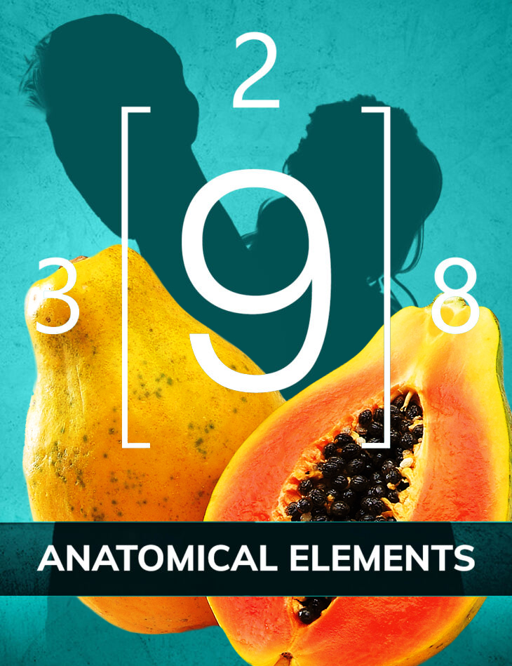 Anatomical Elements Bundle2 1754326499