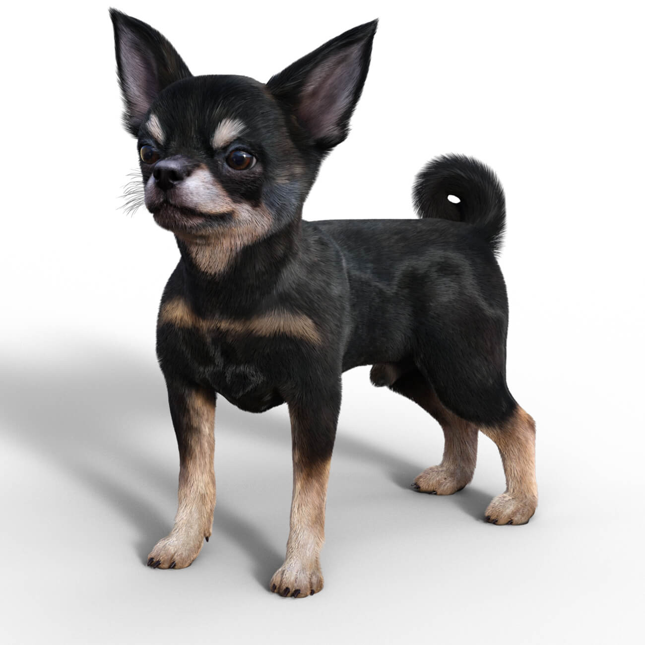 vyu chihuahua 08 1755550533