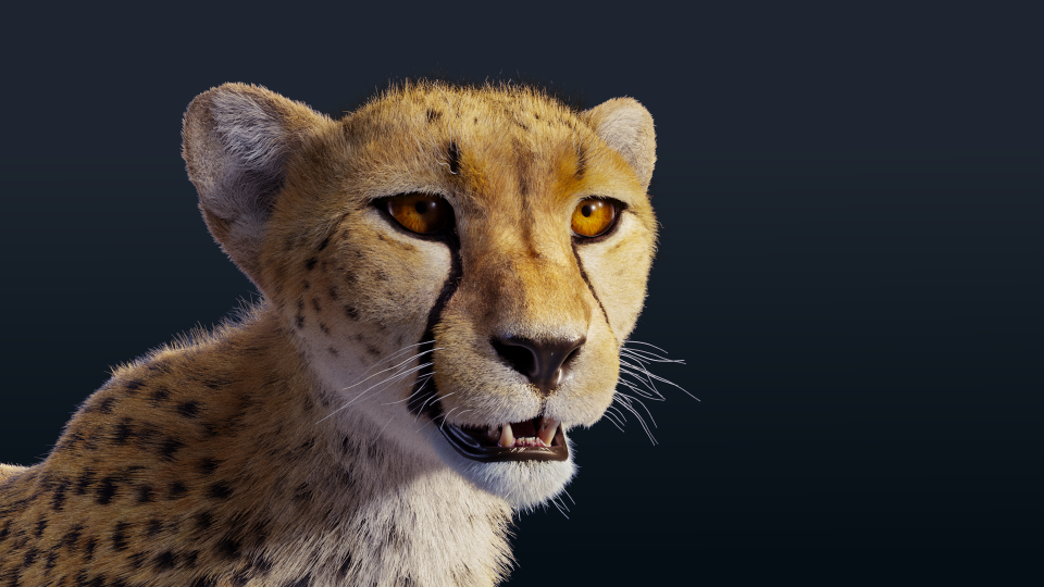 Cheetah Effect map06 result