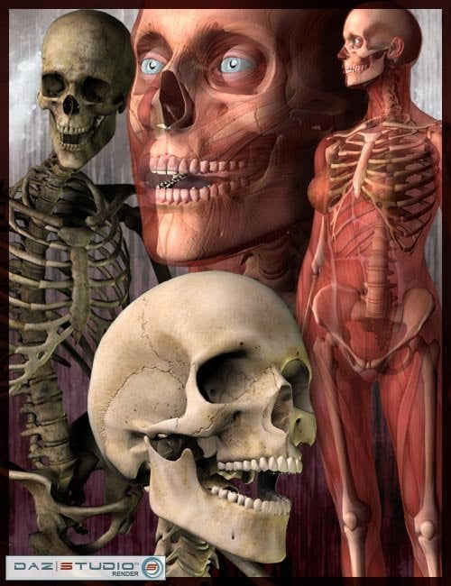 v3 m3 skeletons large 1759565716