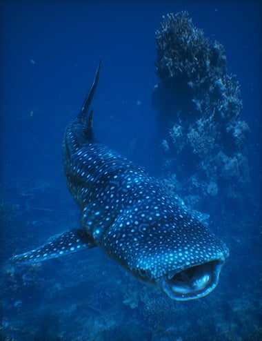 whalesharkbyam00thumbdaz3d 1760764948