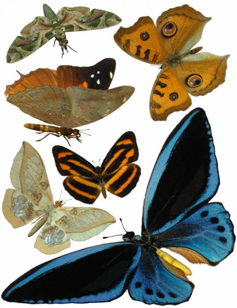 ultimate butterfly collection large 1761574440