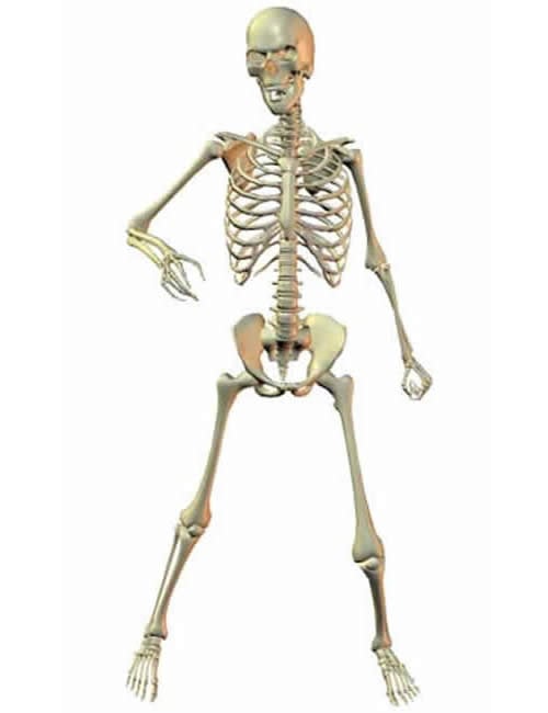 skeleton large 1761964895