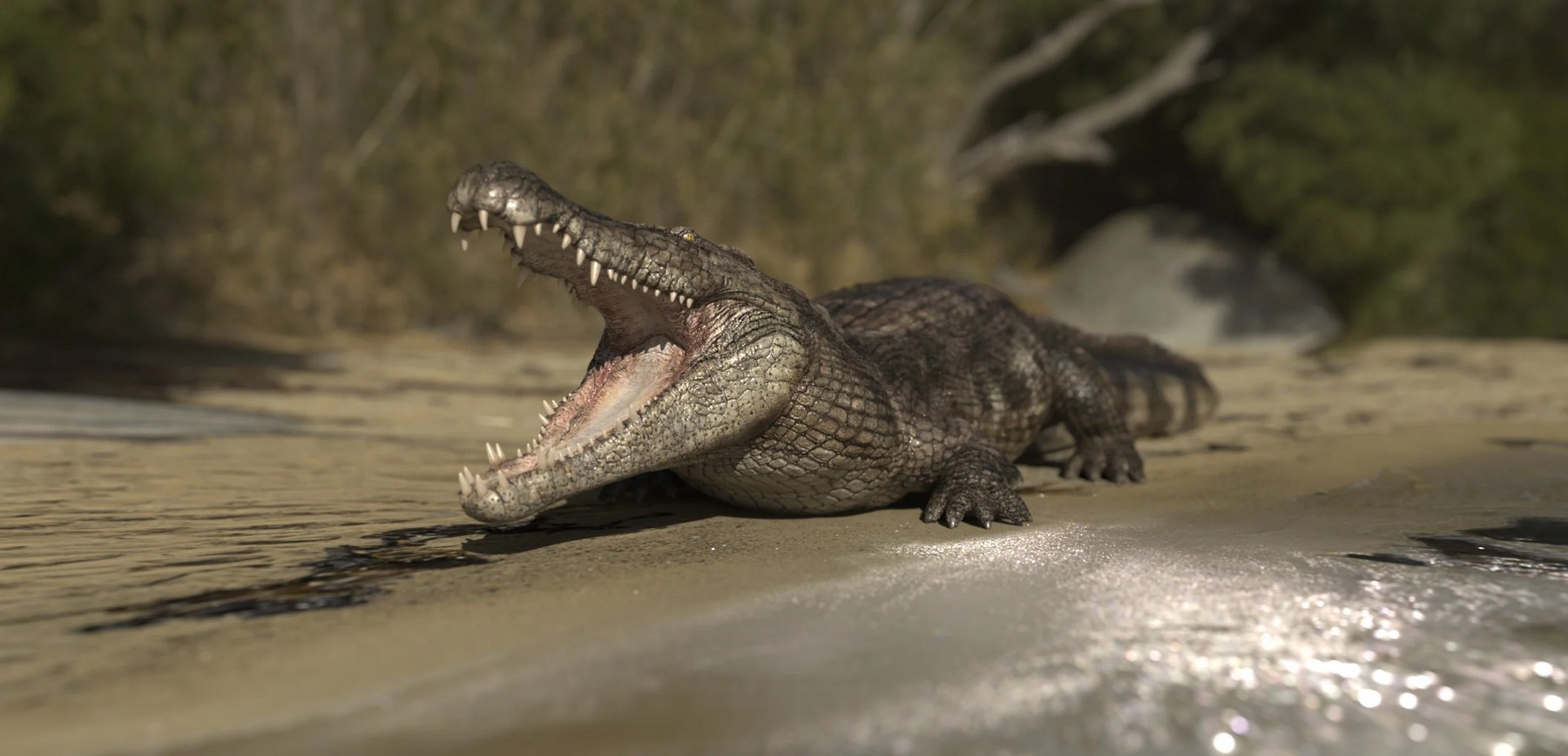 Saltwater Crocodile by AM 1 Saltwater Crocodile by AM
